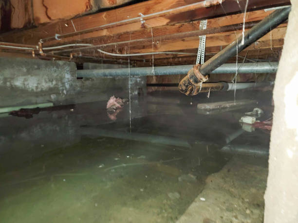 Best Water damage restoration company  in Bonsall, CA